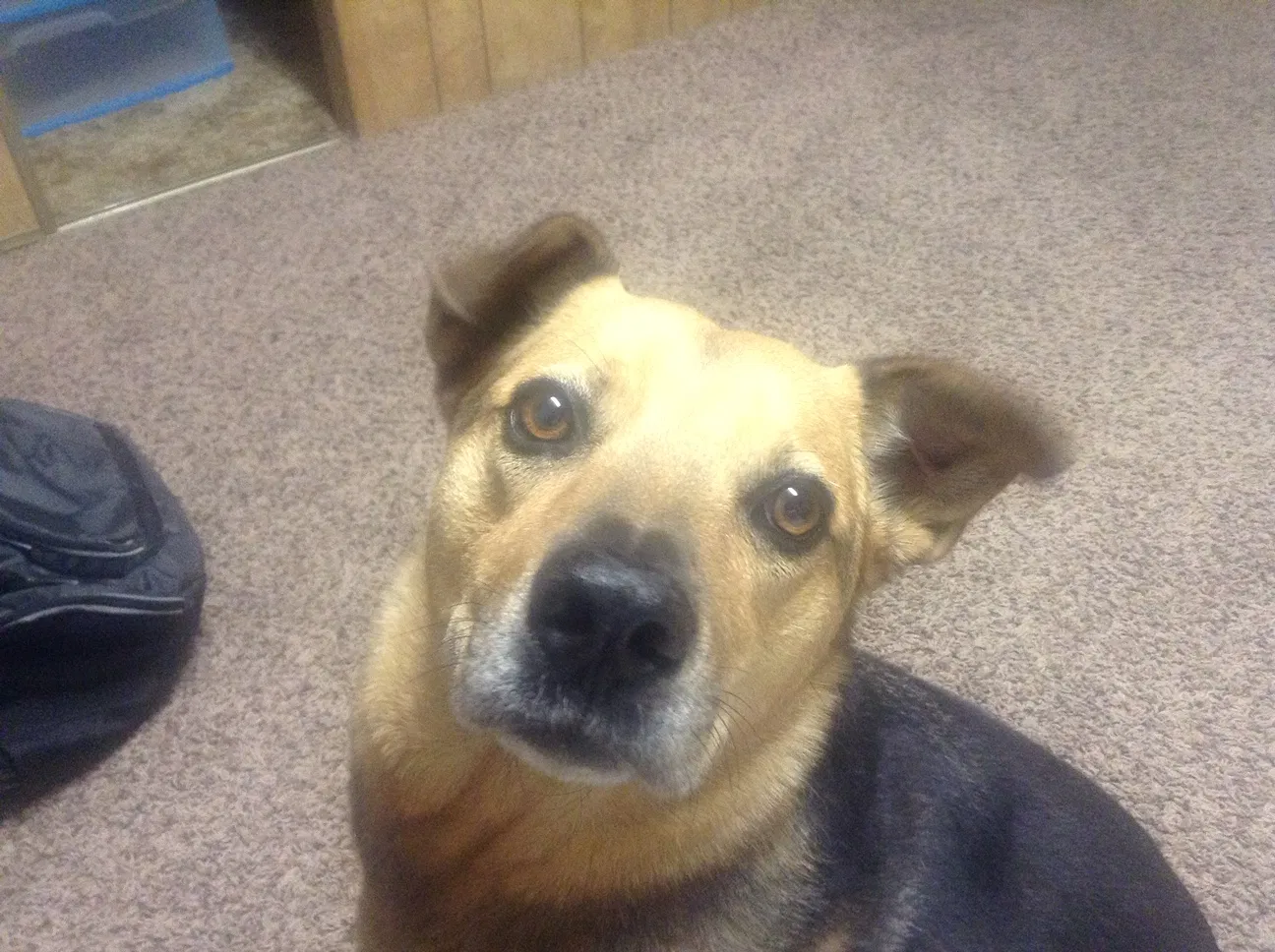 Lost dog in Long Beach, CA, 90813