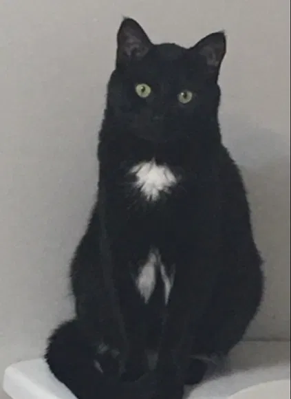 Lost cat in Dallas, TX, 75254