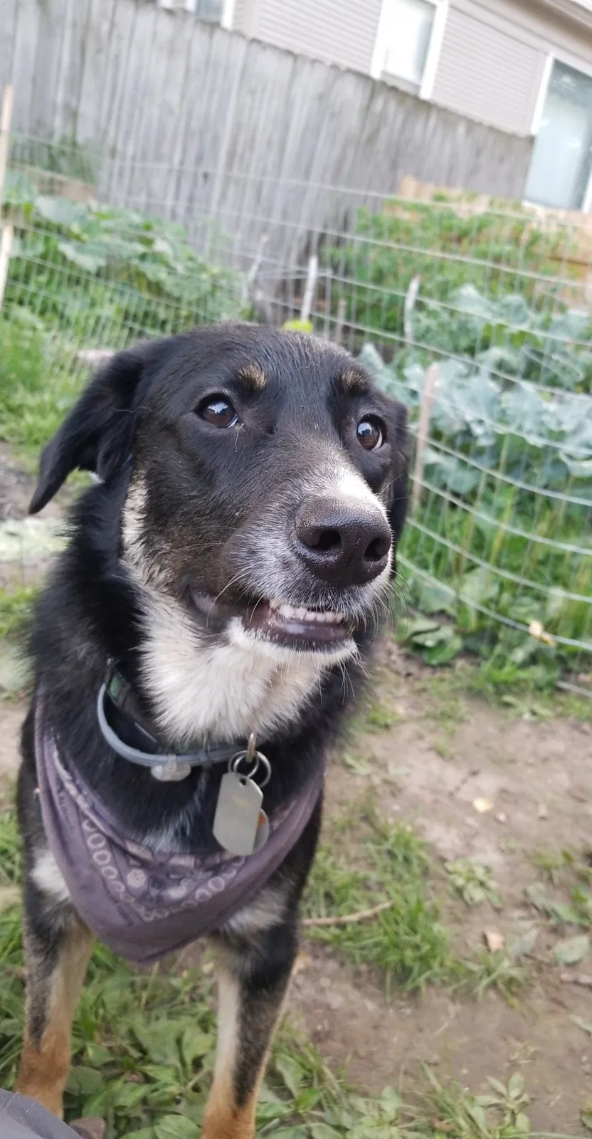 Lost dog in Milwaukee, WI, 53218
