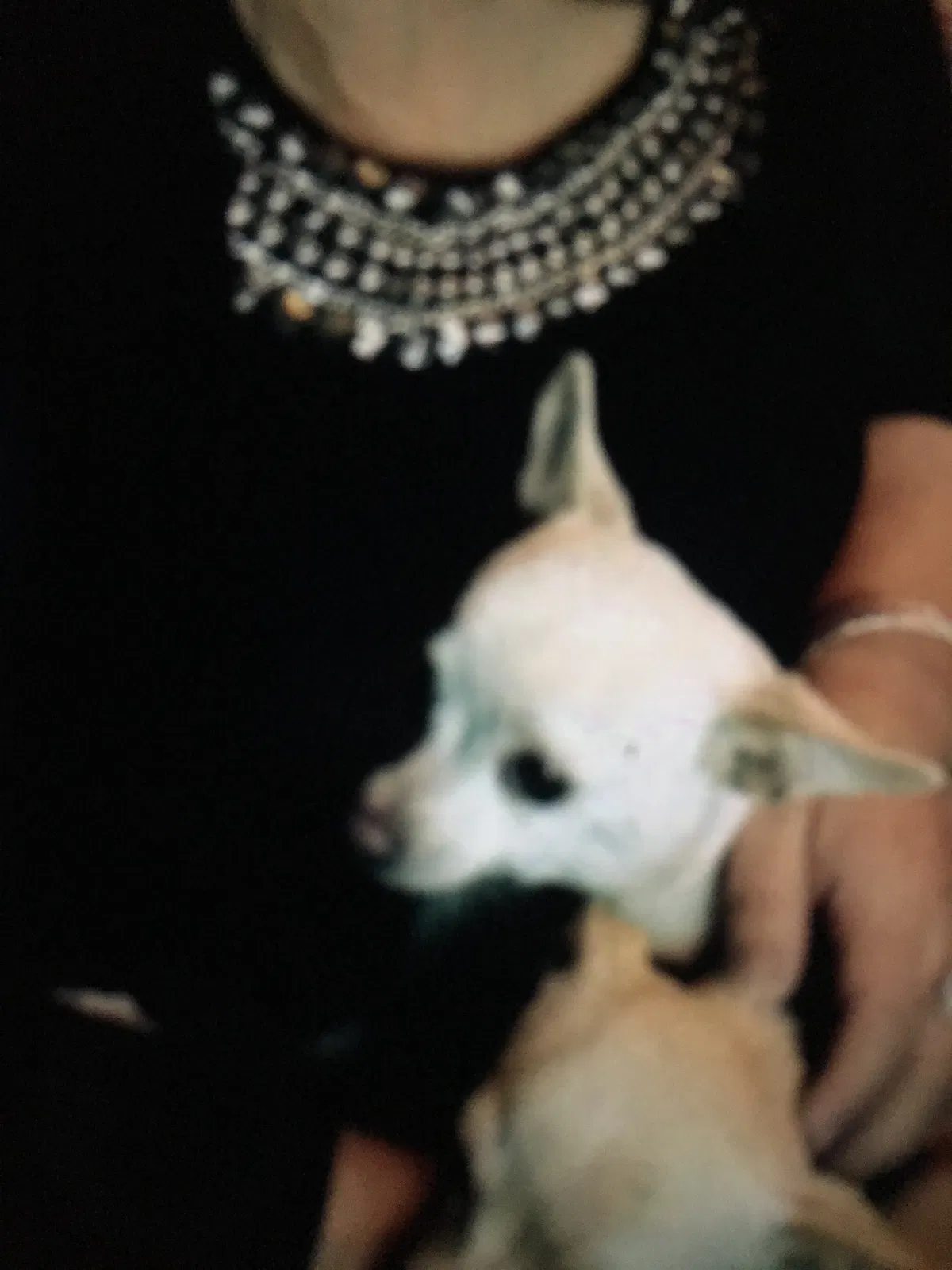 Lost dog in Avondale, AZ, 85323