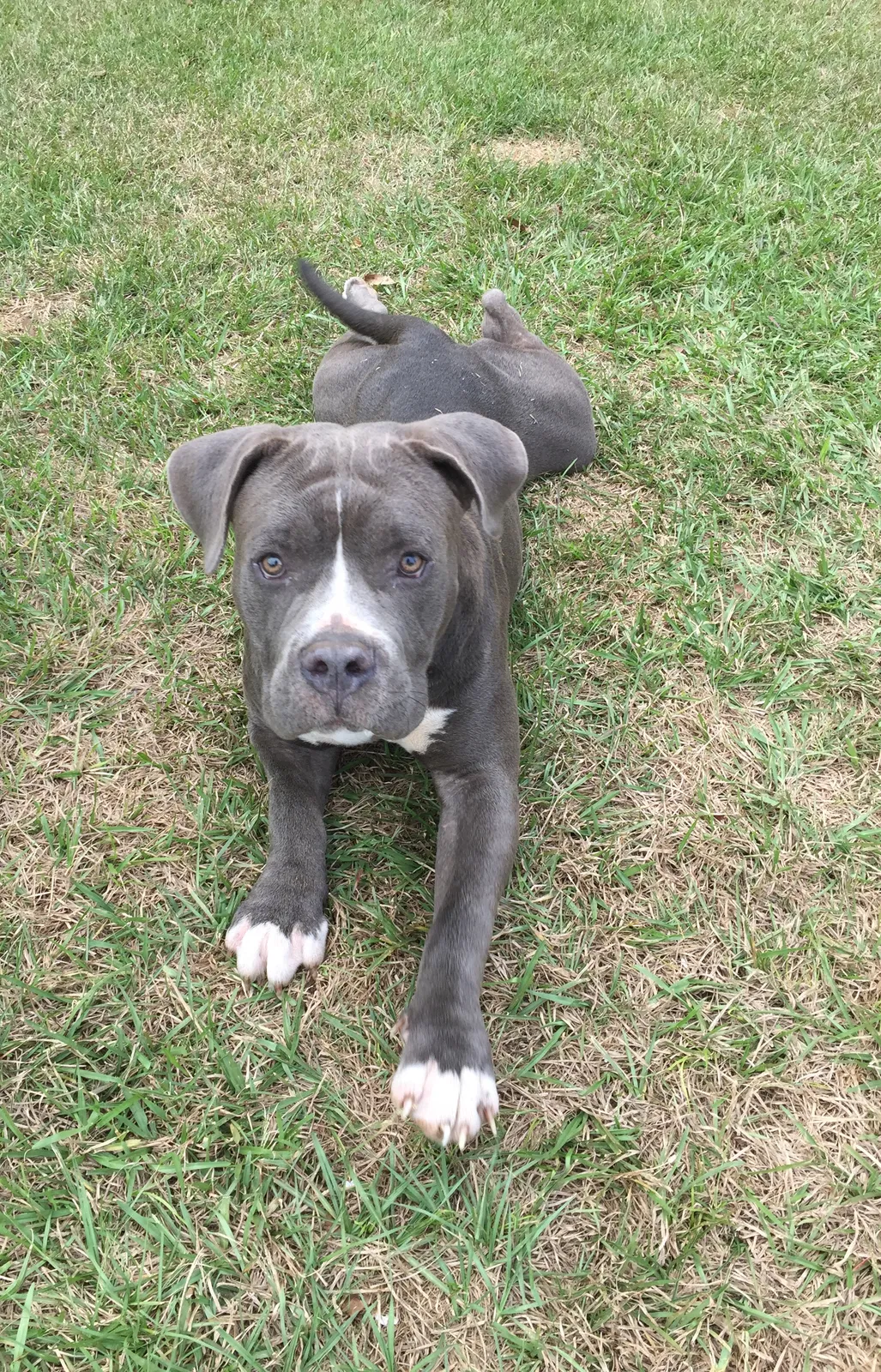 Lost dog in Sandy Hook, MS, 39478