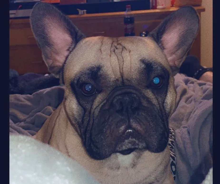 Lost dog in Tucson, AZ, 85711