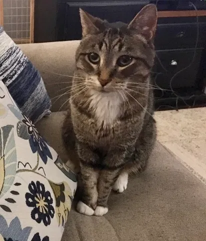 Lost cat in Hendersonville, NC, 28792