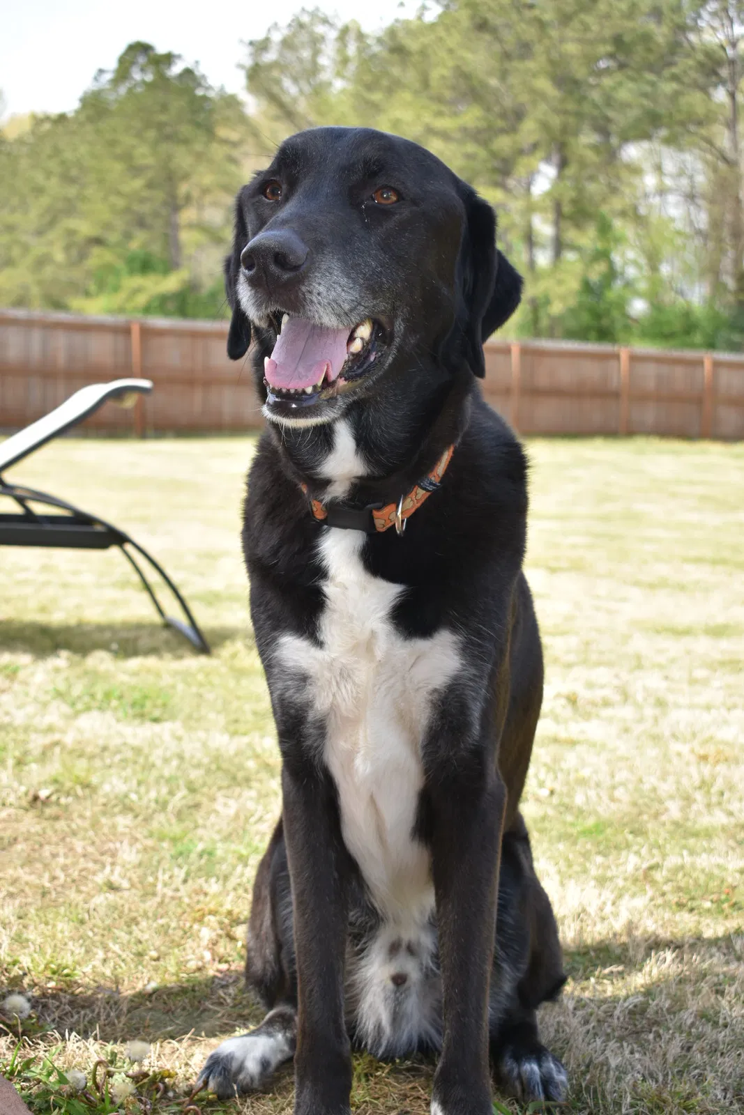 Lost dog in Pike Road, AL, 36064