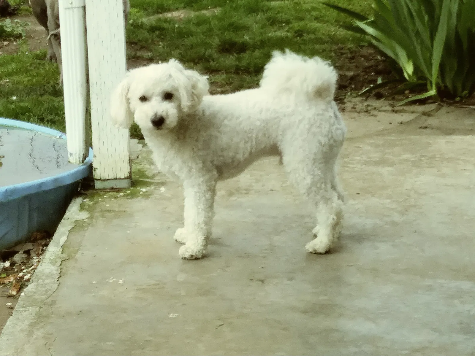 Lost dog in Mount Angel, OR, 97362