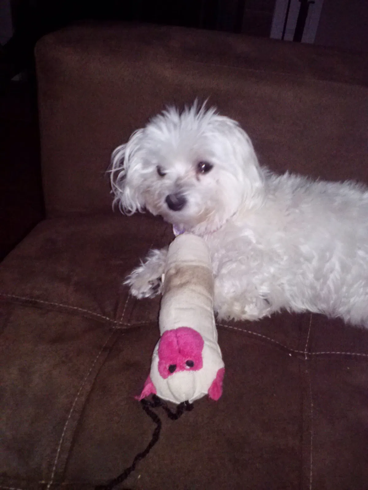 Lost dog in Knoxville, TN, 37917