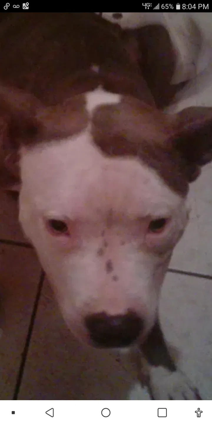 Lost dog in Daytona Beach, FL, 32118