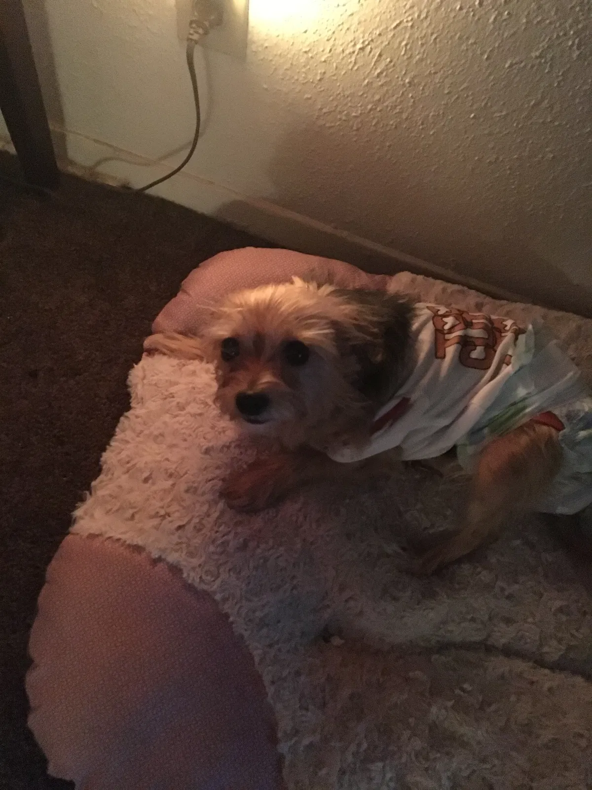 Lost dog in San Antonio, TX, 78209