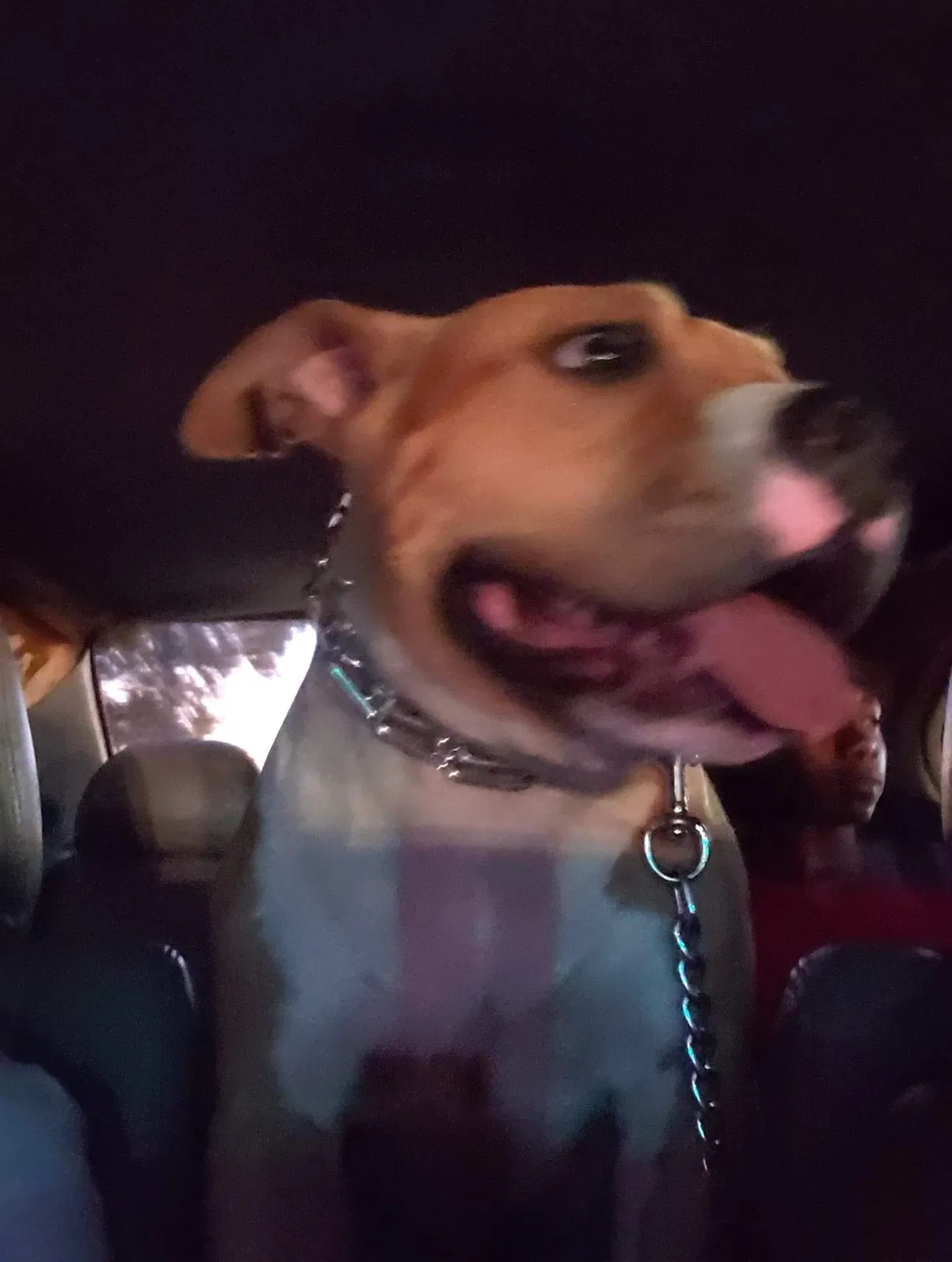 Lost dog in Columbia, SC, 29210