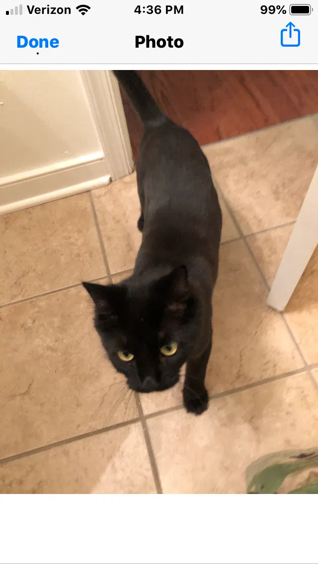 Lost cat in Fort Lee, VA, 23801