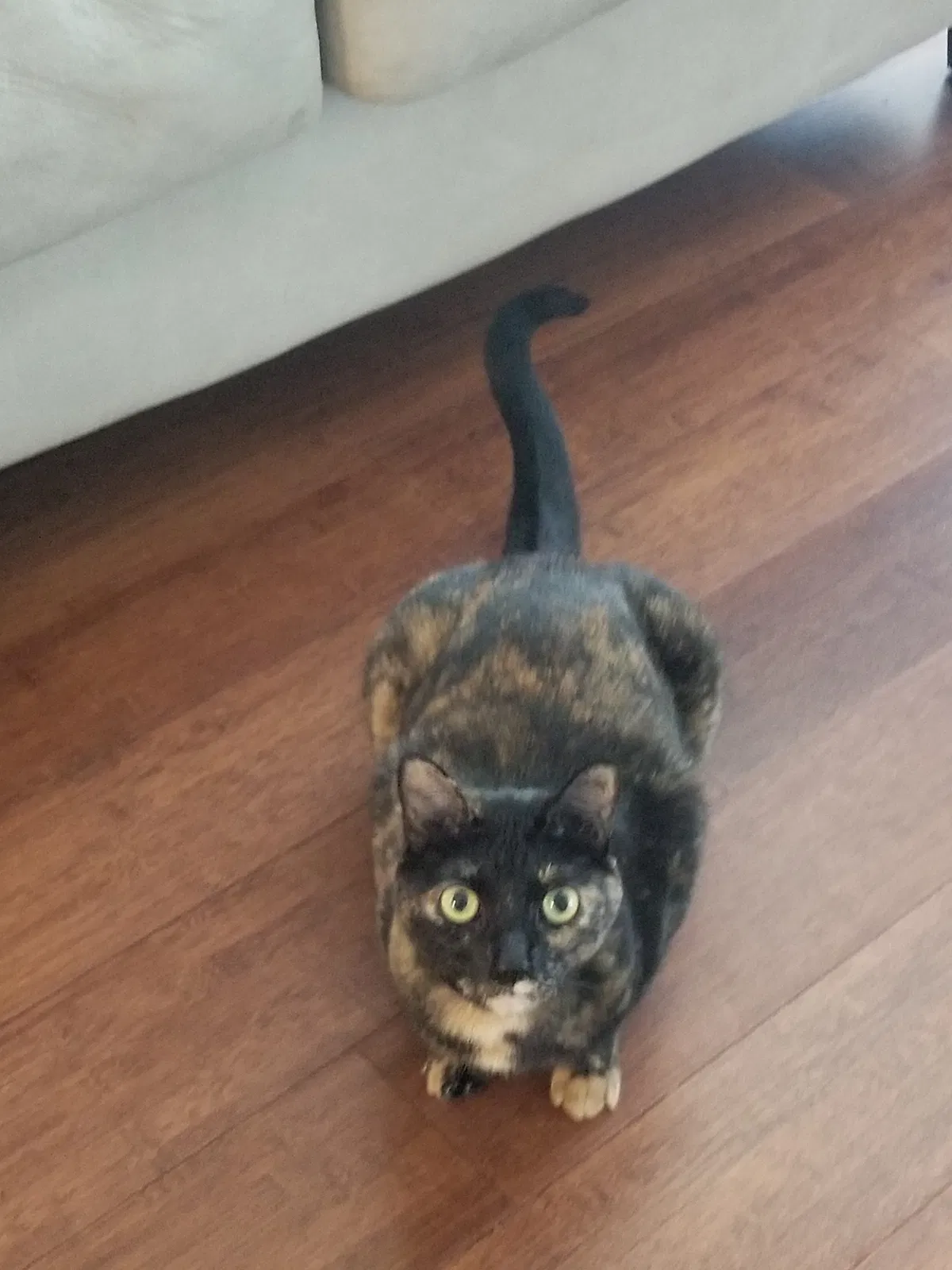 Lost cat in Katy, TX, 77494
