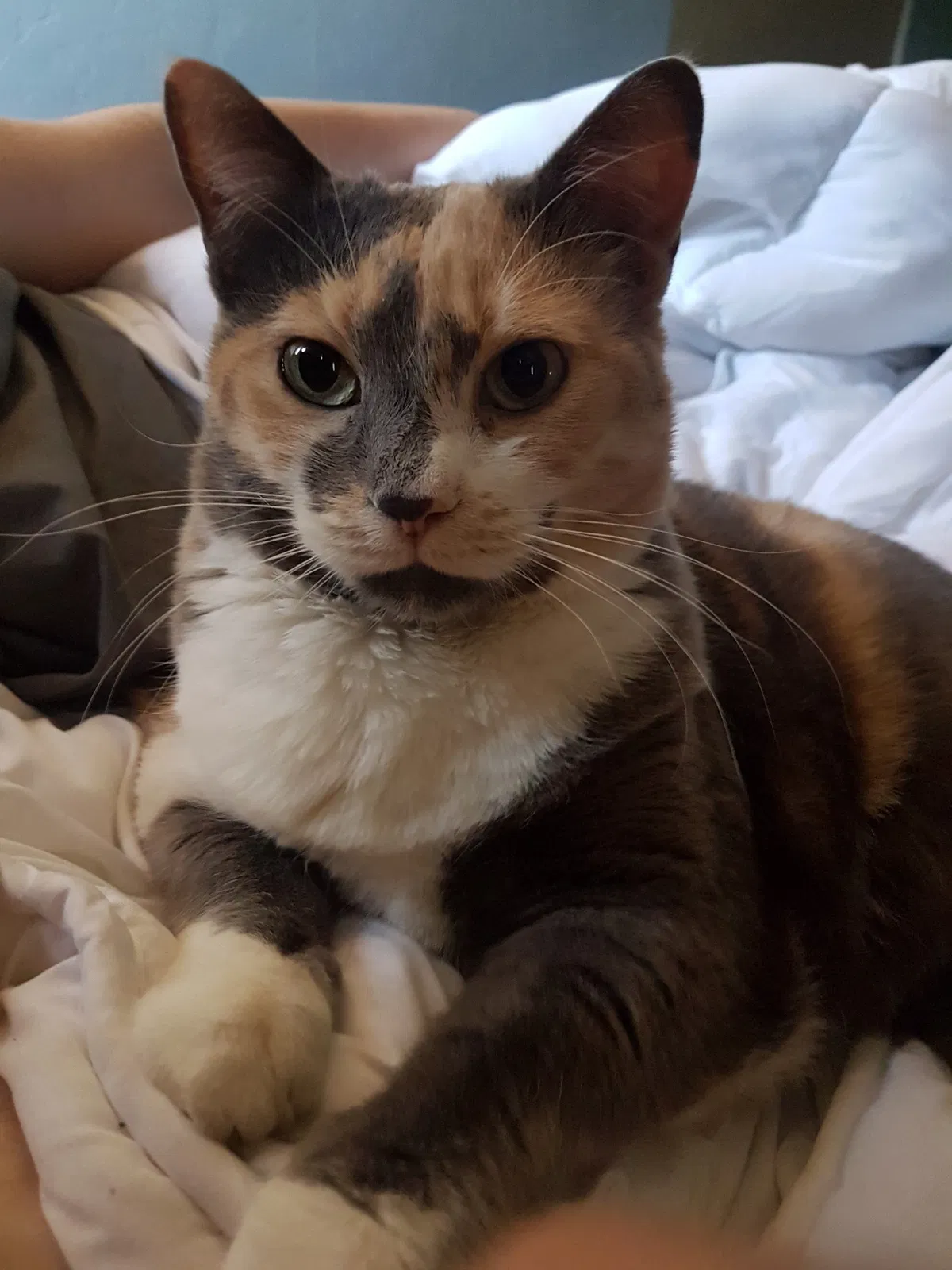 Lost cat in Tucson, AZ, 85715