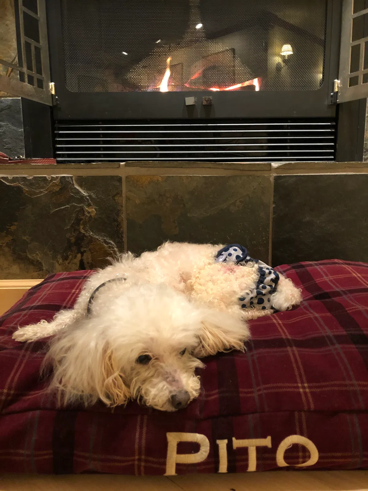 Lost dog in Stroudsburg, PA, 18360