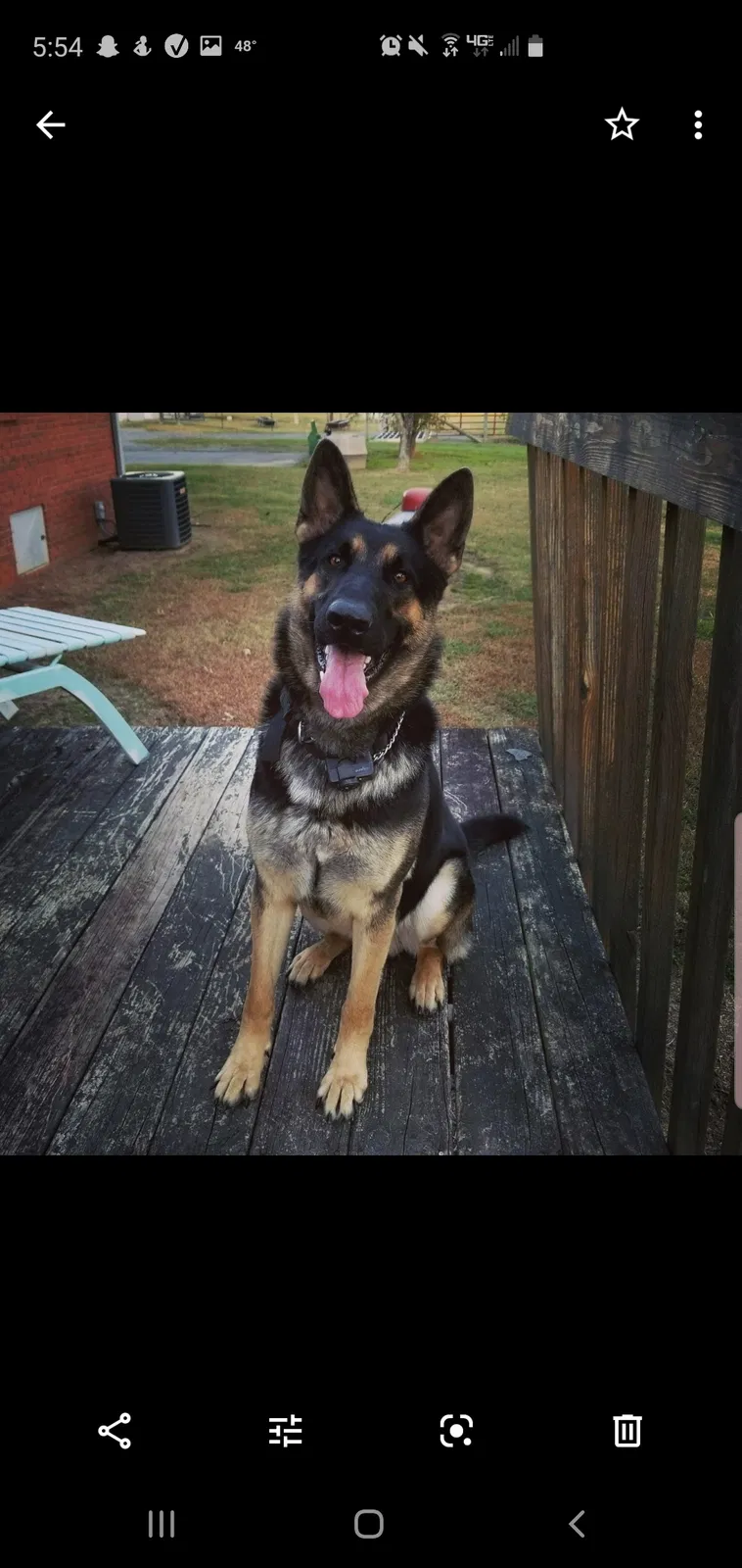 Lost dog in Fyffe, AL, 35971