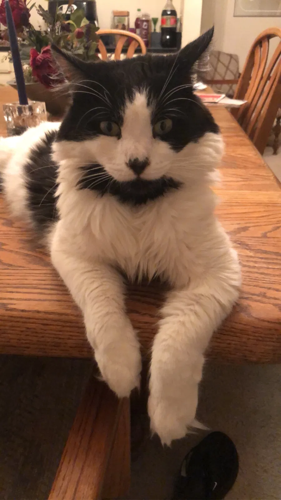 Lost cat in Phoenix, AZ, 85016