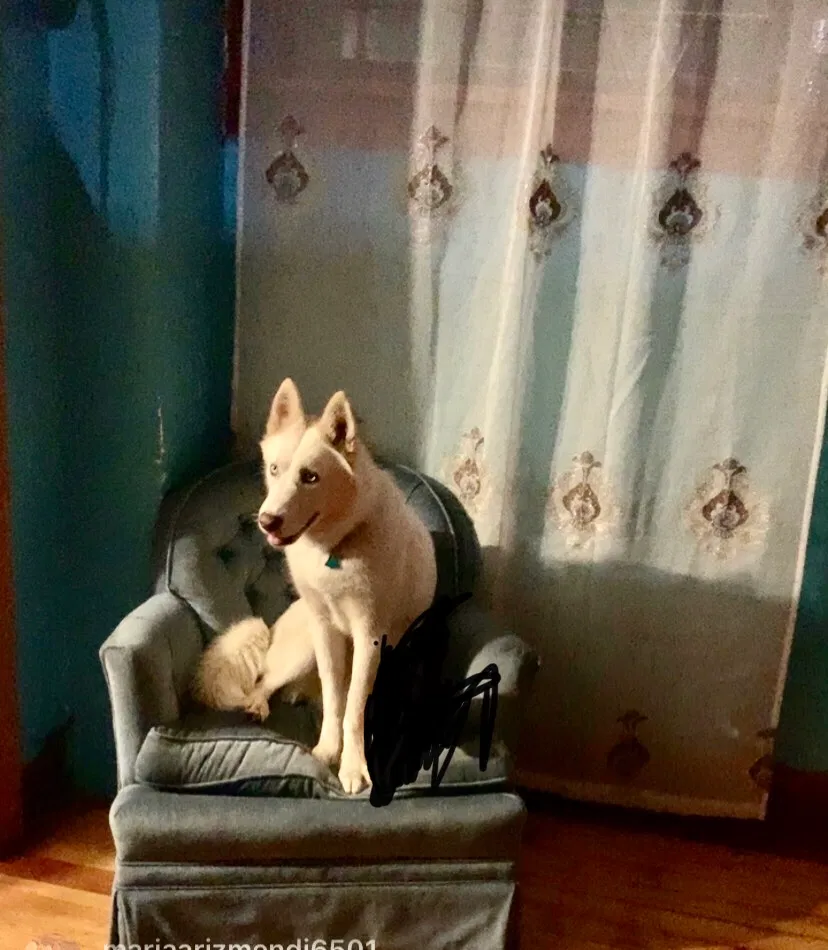 Lost dog in Waukegan, IL, 60085