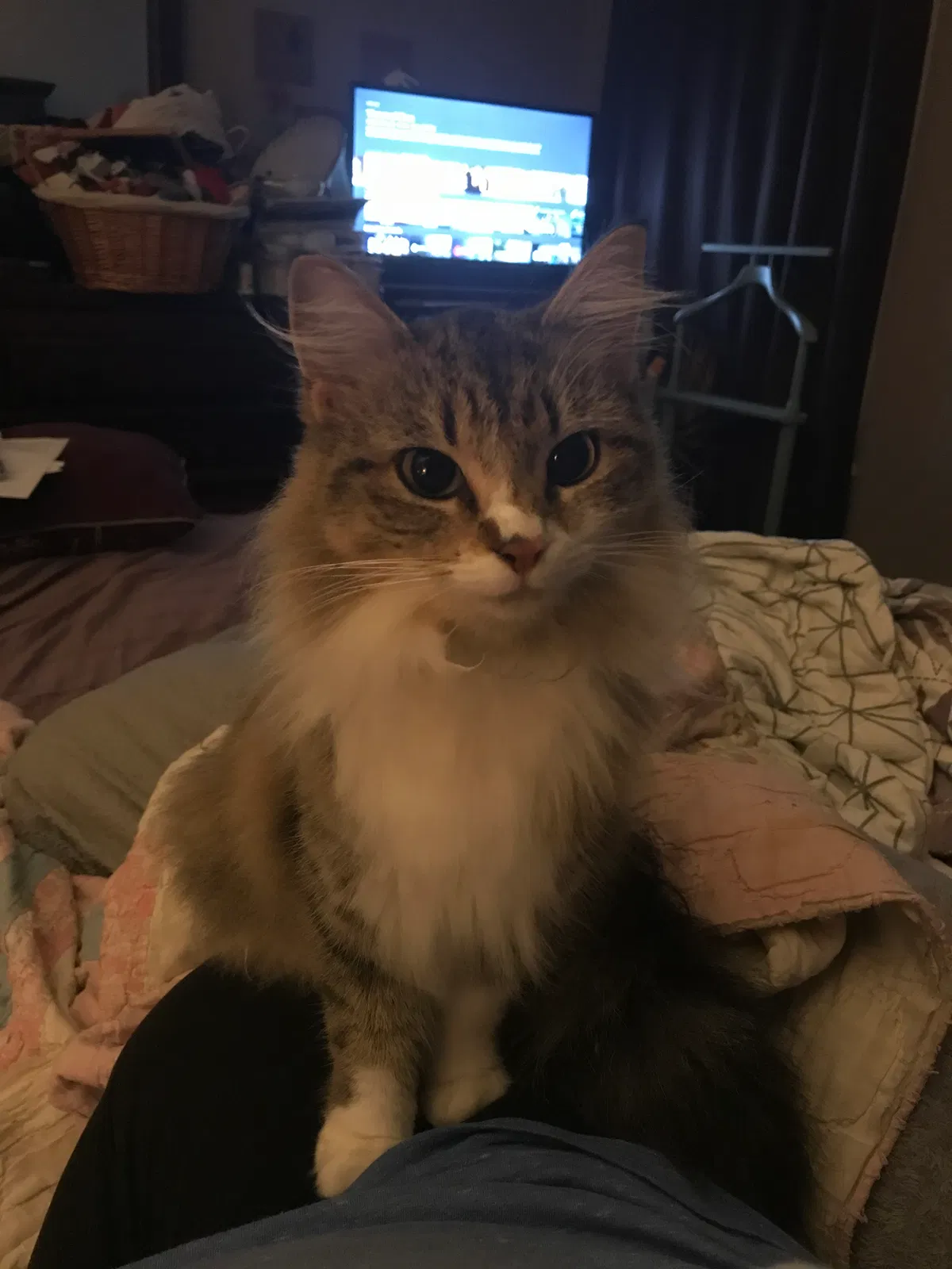Lost cat in Little Rock, AR, 72202