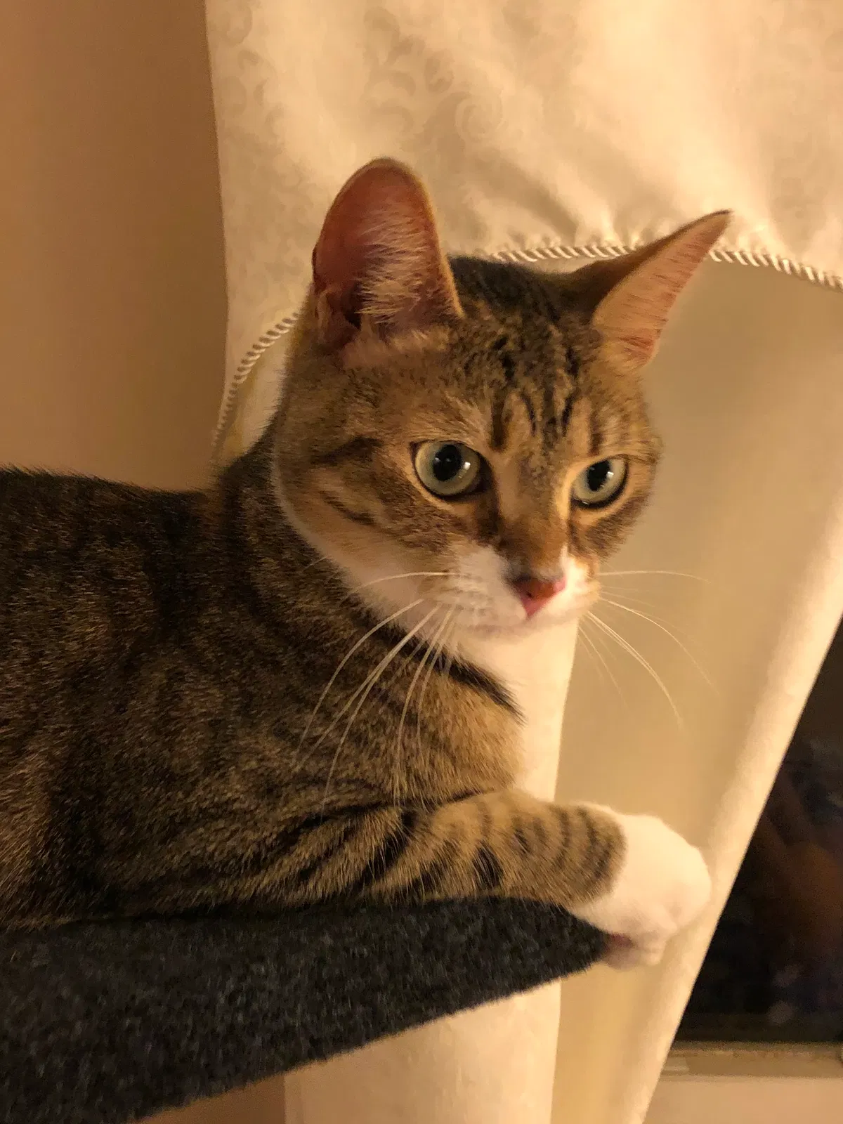 Lost cat in Pasadena, MD, 21122