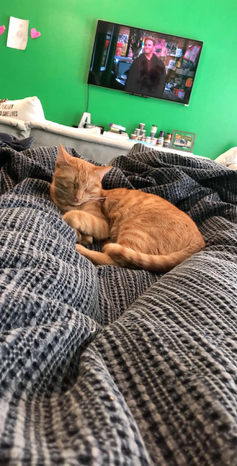 Lost cat in Southlake, TX, 76092