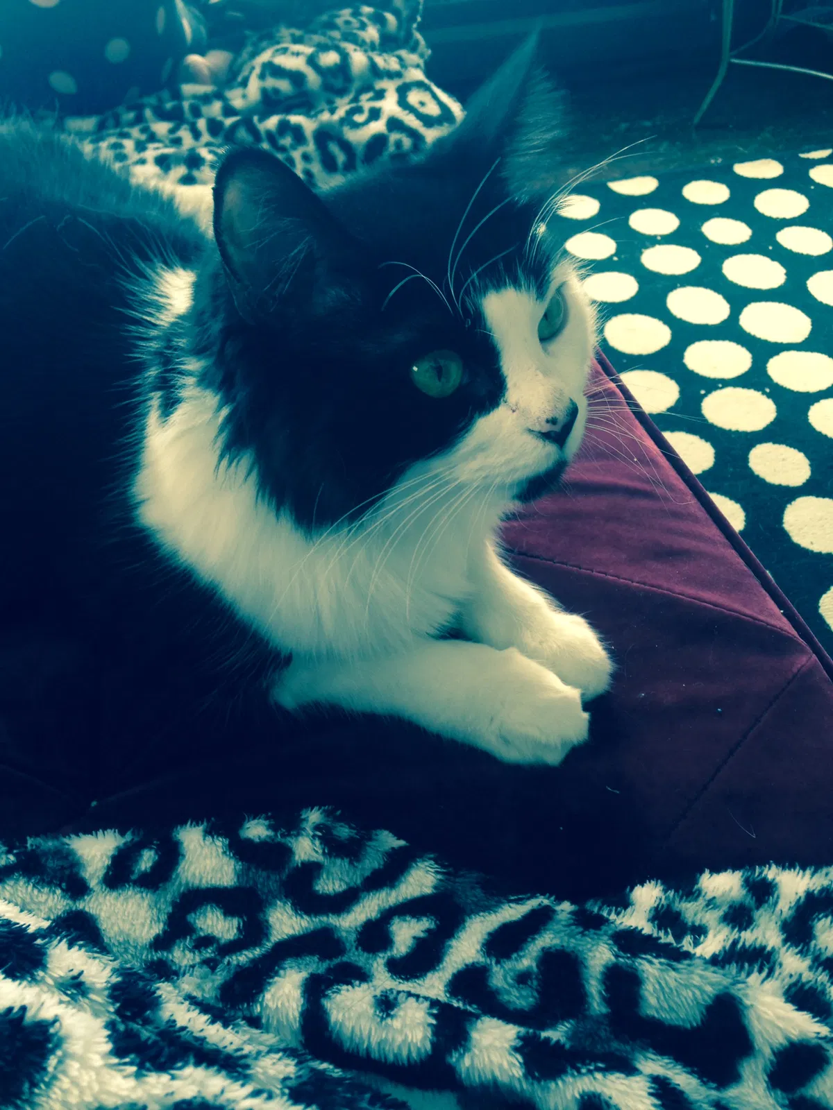 Lost cat in Indianapolis, IN, 46201