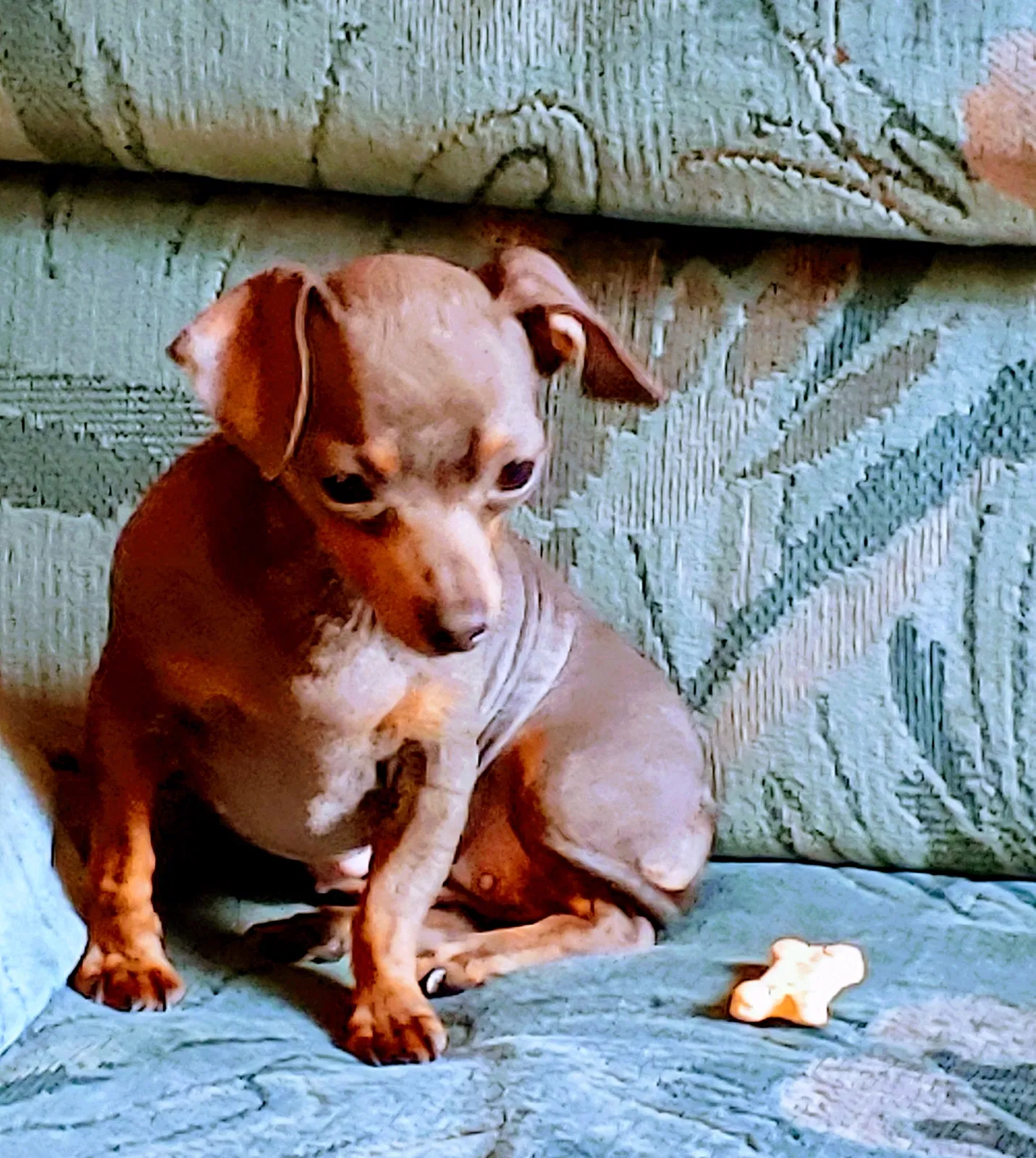 Lost dog in Rochester, WA, 98579