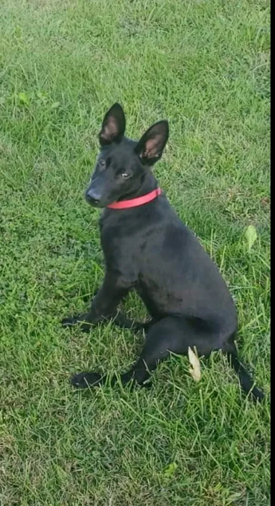 Lost dog in Baldwin City, KS, 66006