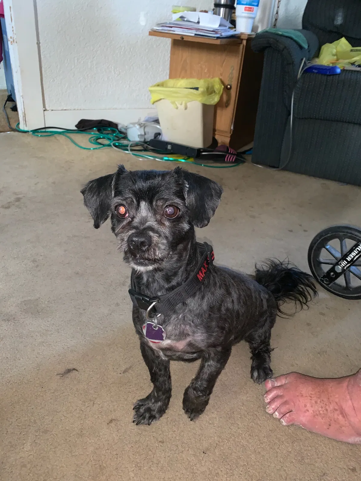 Lost dog in Ash Fork, AZ, 86320
