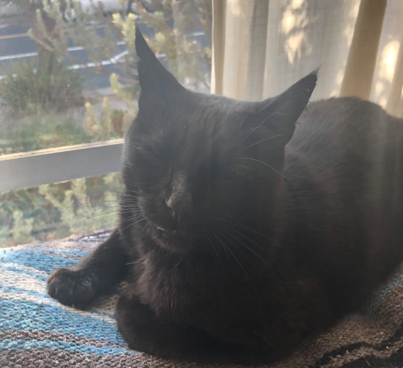 Lost cat in Albany, CA, 94706
