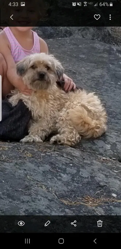 Lost dog in Clovis, CA, 93611