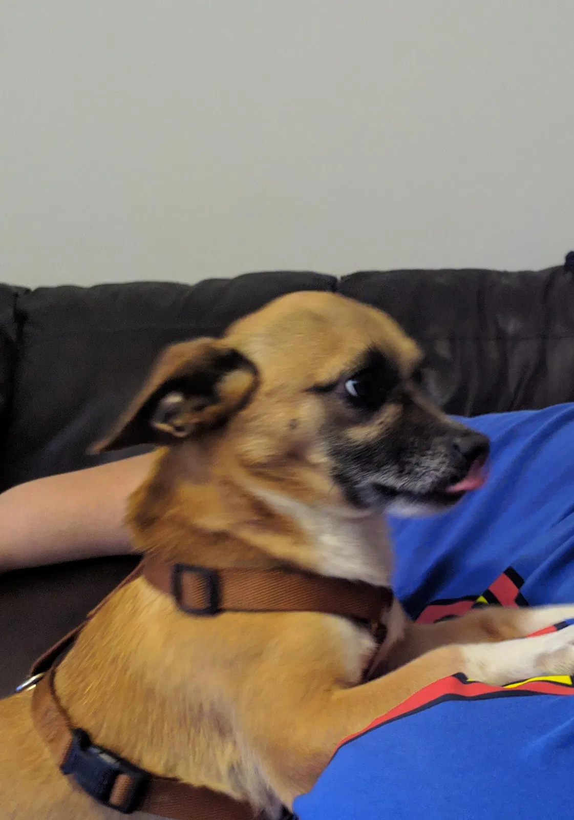 Lost dog in Topeka, KS, 66611