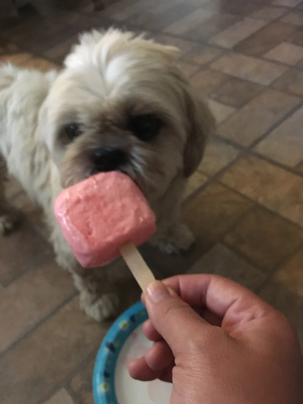 Lost dog in Midland, TX, 79701