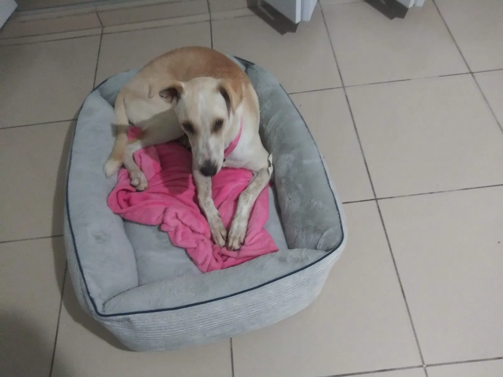 Lost dog in Isabela, PR, 662
