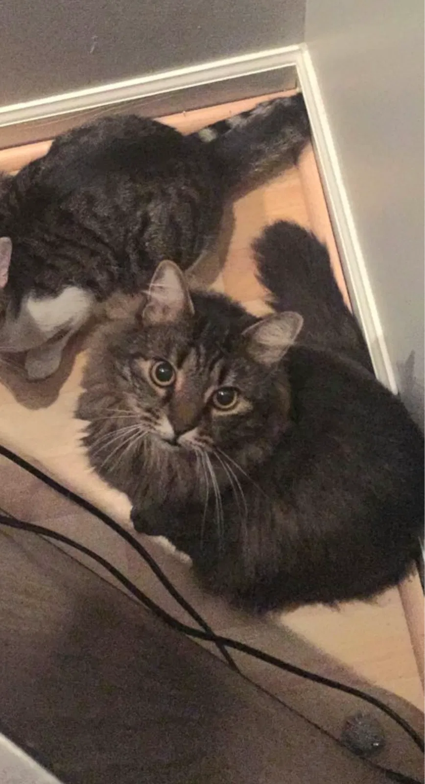 Lost cat in Knoxville, TN, 37912