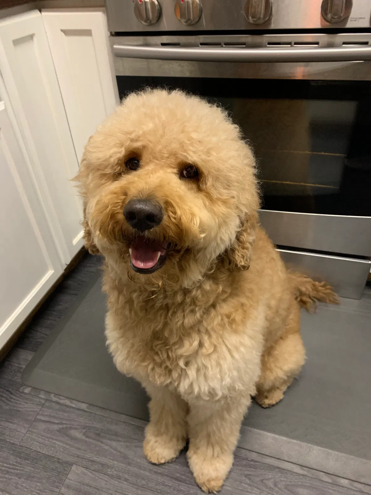 Lost dog in Provo, UT, 84601