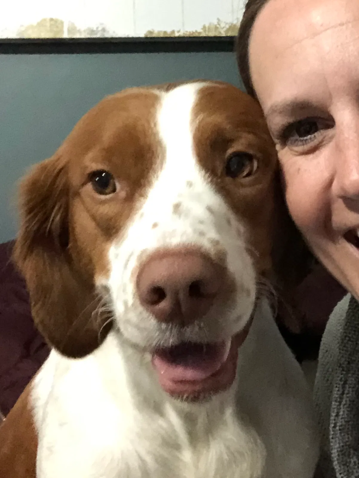Lost dog in Warsaw, IN, 46582
