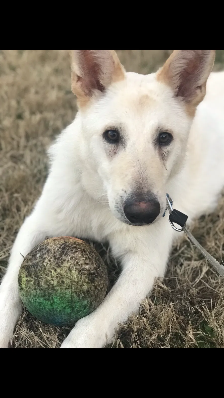 Lost dog in Tuscaloosa, AL, 35405