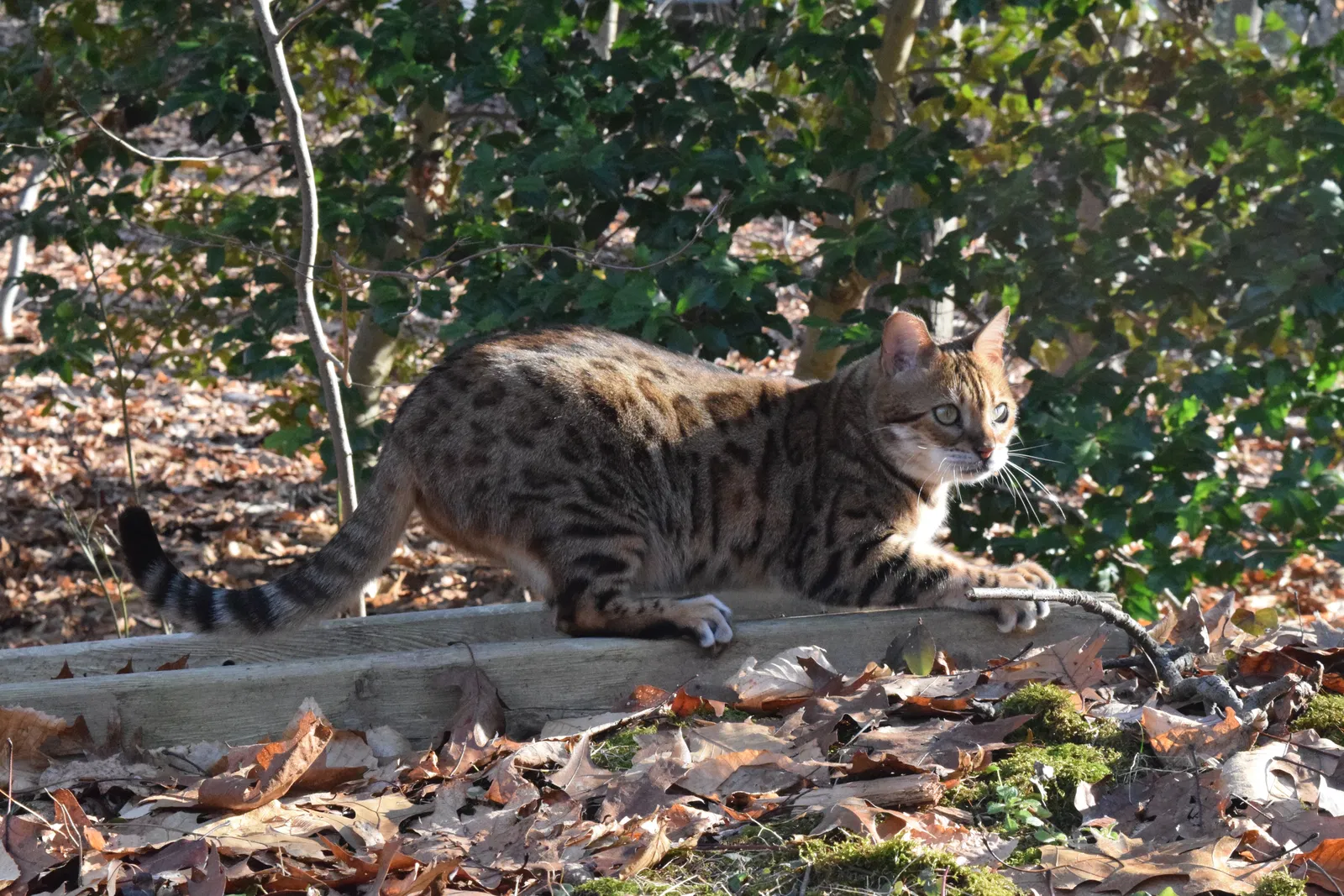Lost cat in Holmdel, NJ, 7733