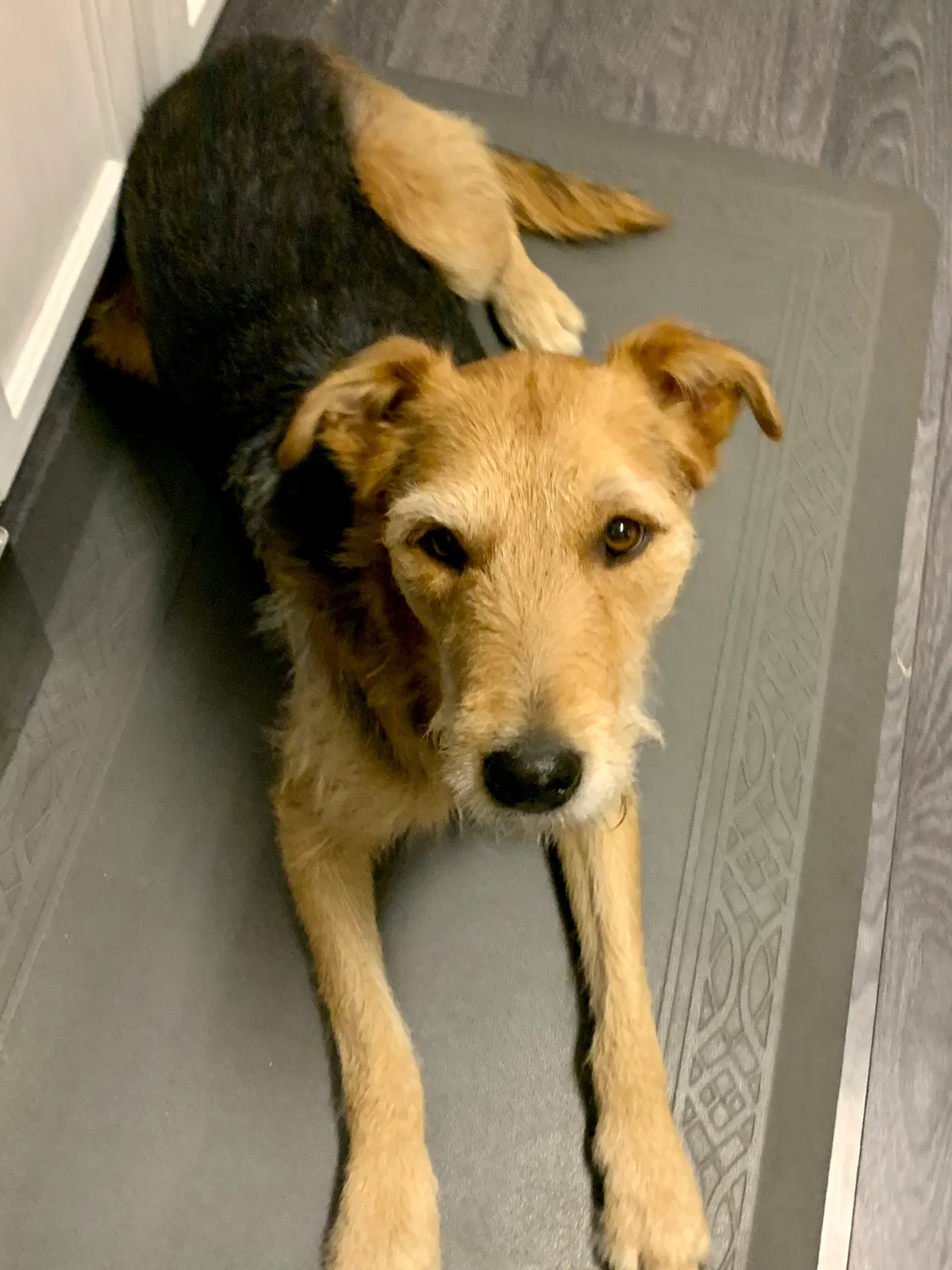 Lost dog in Provo, UT, 84601