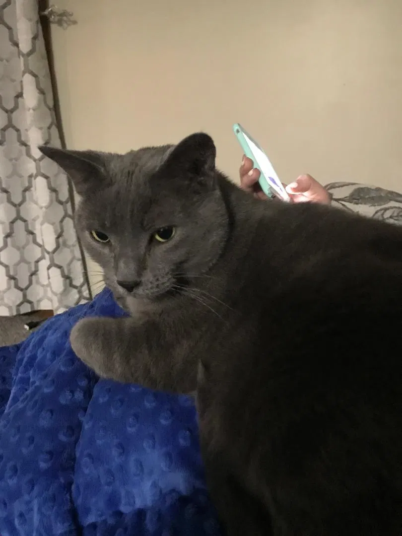 Lost cat in Andover, MN, 55304