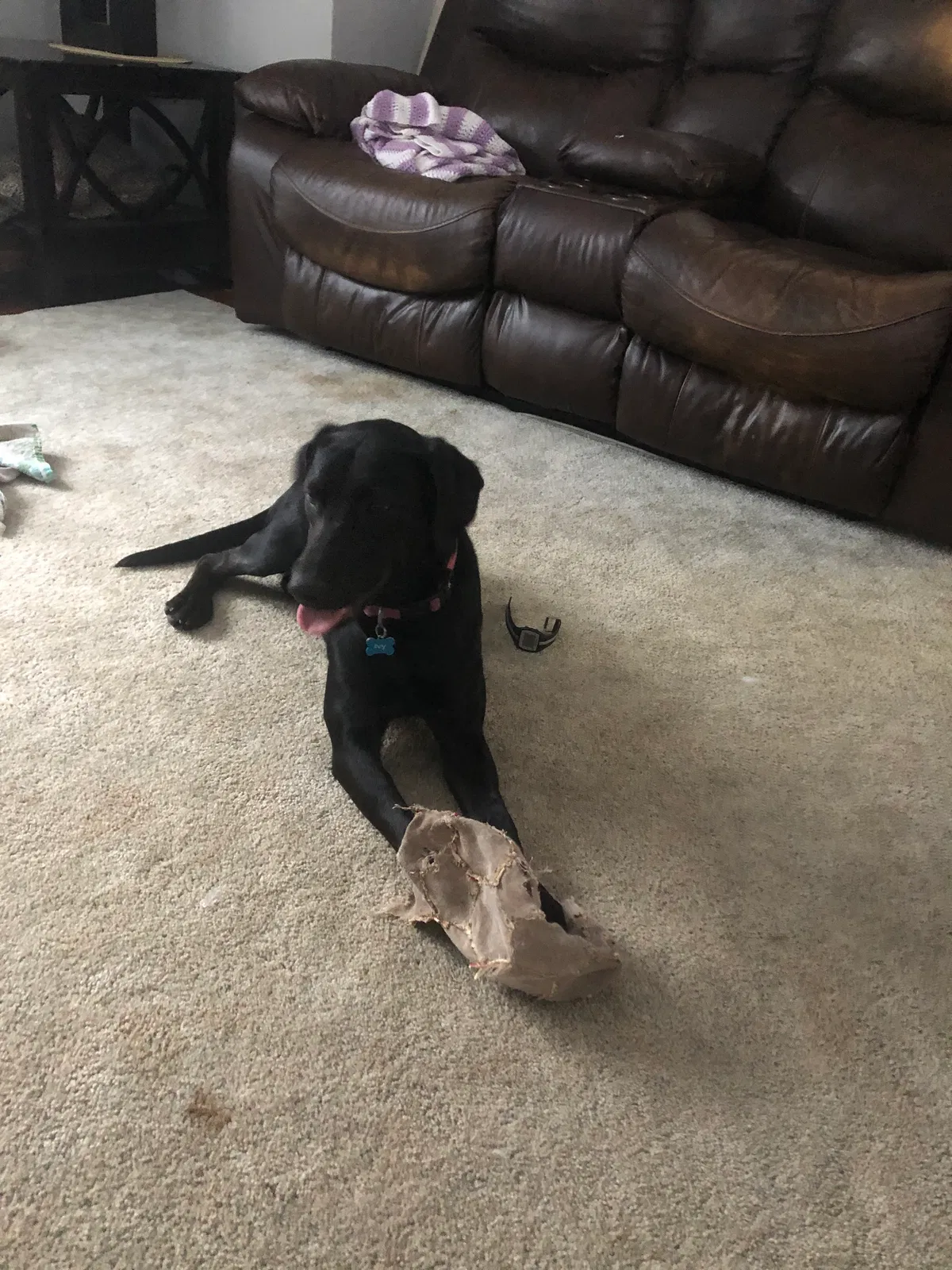 Lost dog in Warsaw, IN, 46582