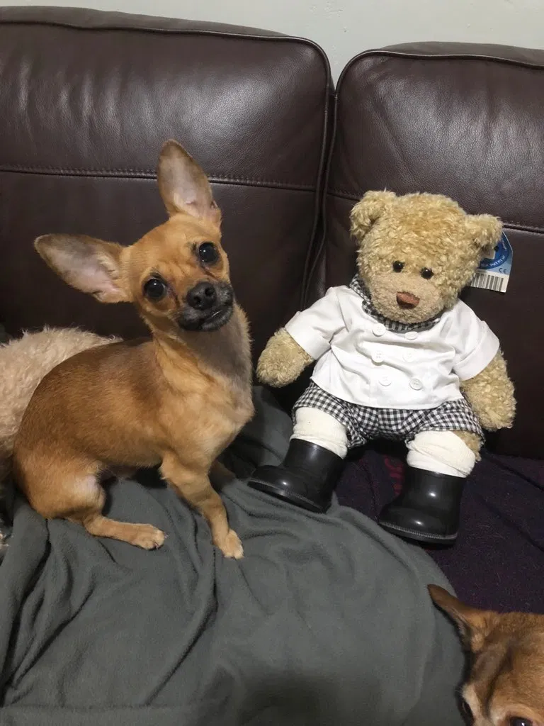 Lost dog in North Bergen, NJ, 7047