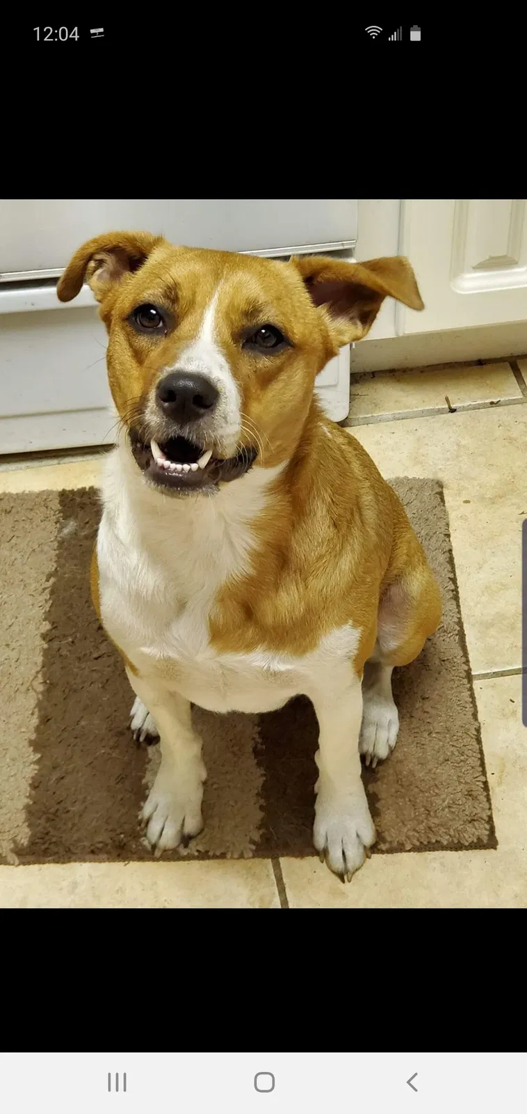 Lost dog in Lenoir, NC, 28645