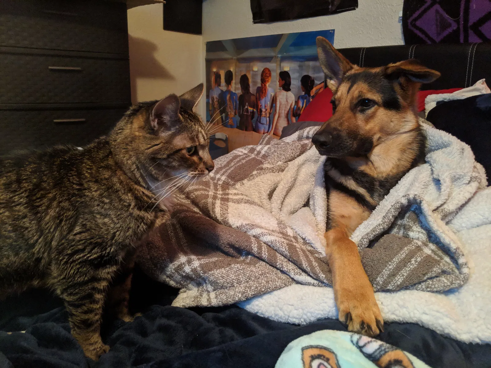 Lost dog in Albuquerque, NM, 87112