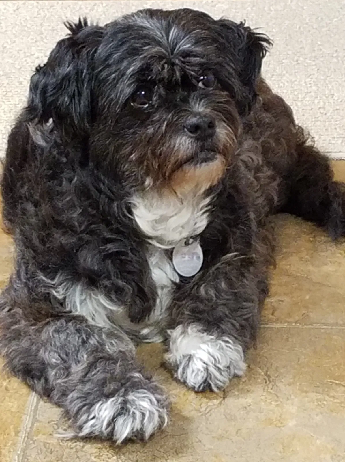 Lost dog in Metter, GA, 30439