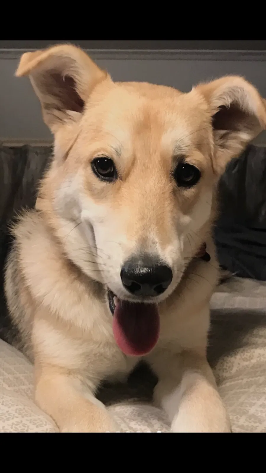Lost dog in Midland, TX, 79705