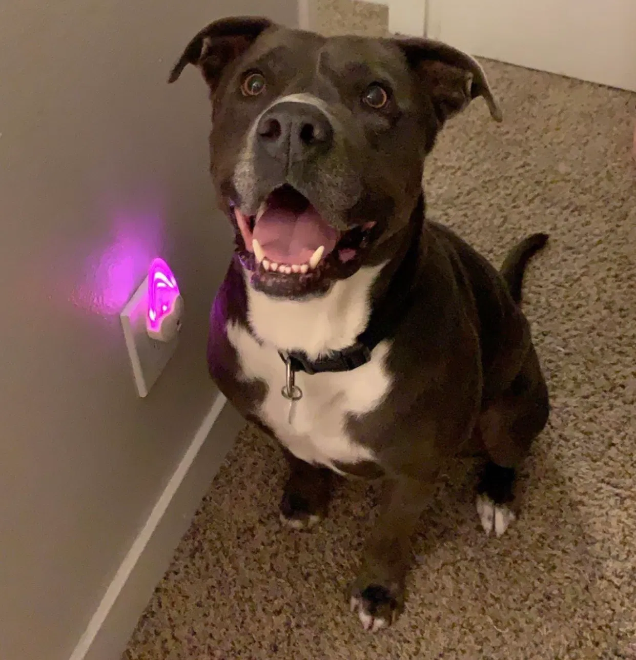 Lost dog in Chandler, AZ, 85226