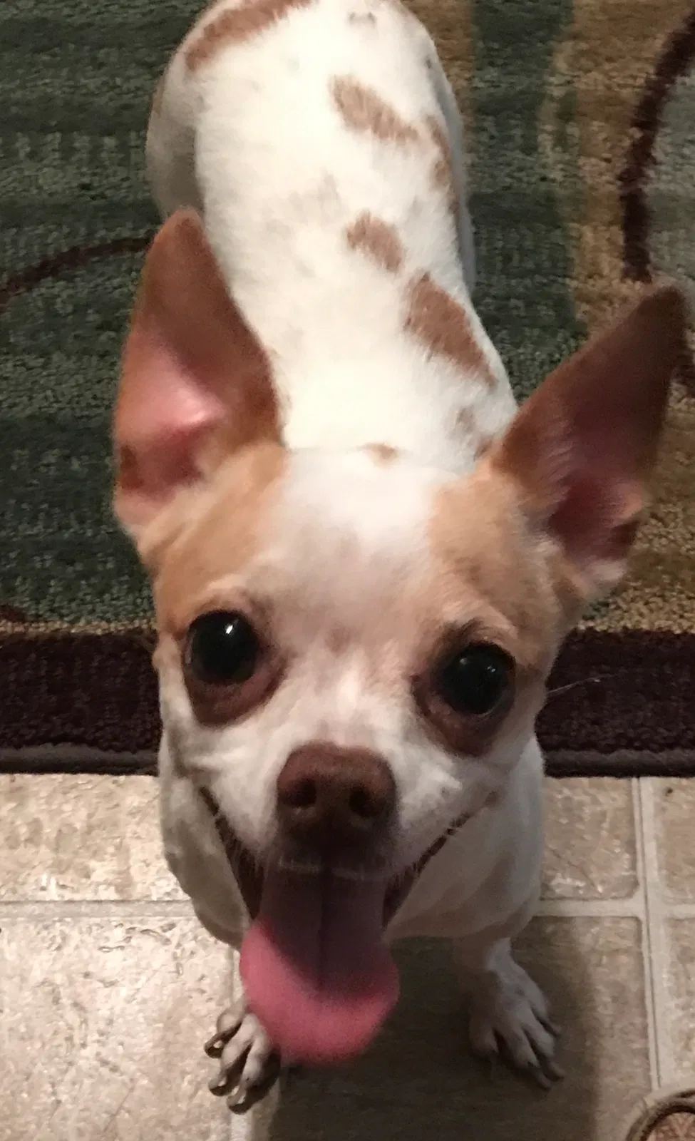 Lost dog in Harlingen, TX, 78550
