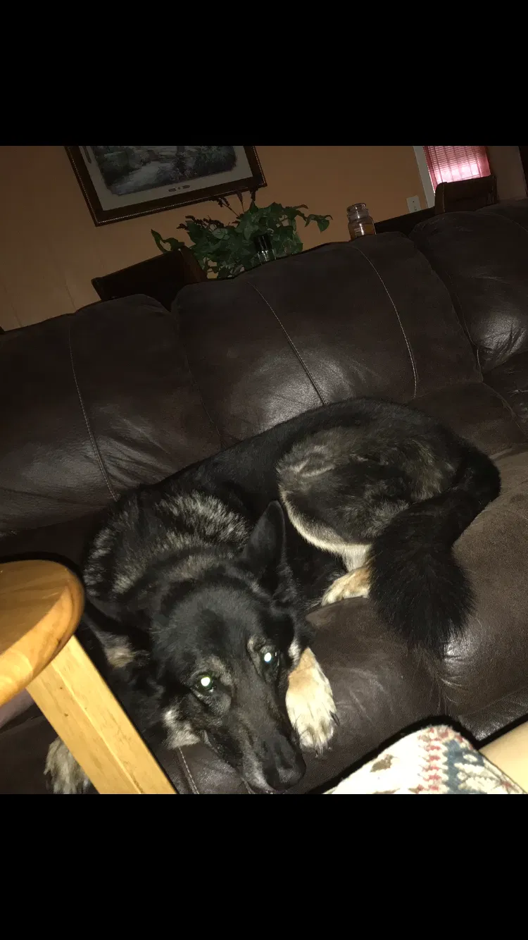 Lost dog in Orange Park, FL, 32065