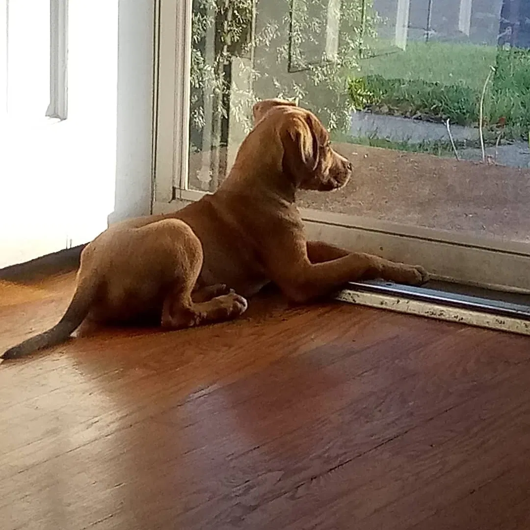 Lost dog in Saint Louis, MO, 63132