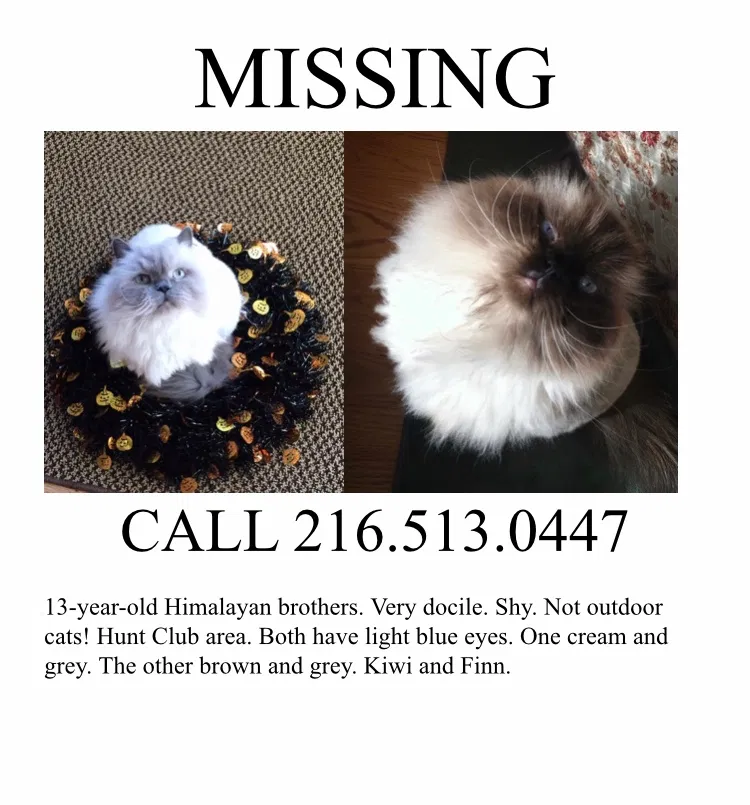 Lost cat in Solon, OH, 44139